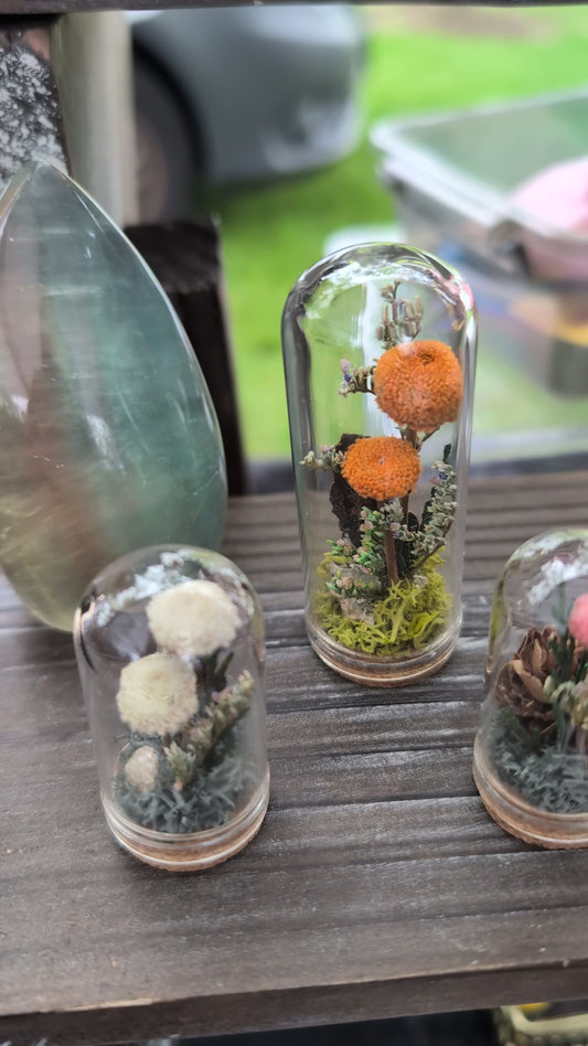 7/16/26  Mushroom Mini Terrariums Workshop